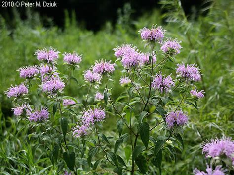 Wild Bergamot